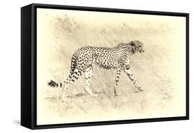 Cheetah, Artistic Version, Walking in Grassland Botswana, Africa-Sheila Haddad-Framed Stretched Canvas