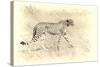 Cheetah, Artistic Version, Walking in Grassland Botswana, Africa-Sheila Haddad-Stretched Canvas