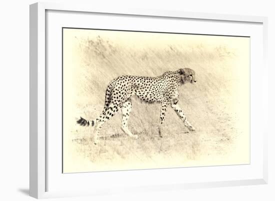 Cheetah, Artistic Version, Walking in Grassland Botswana, Africa-Sheila Haddad-Framed Photographic Print