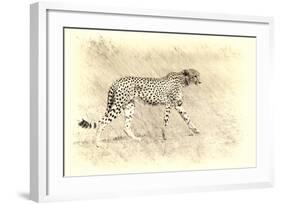 Cheetah, Artistic Version, Walking in Grassland Botswana, Africa-Sheila Haddad-Framed Photographic Print