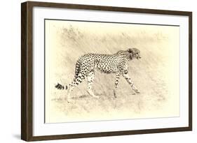 Cheetah, Artistic Version, Walking in Grassland Botswana, Africa-Sheila Haddad-Framed Photographic Print