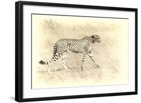 Cheetah, Artistic Version, Walking in Grassland Botswana, Africa-Sheila Haddad-Framed Photographic Print