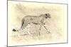 Cheetah, Artistic Version, Walking in Grassland Botswana, Africa-Sheila Haddad-Mounted Photographic Print
