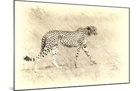 Cheetah, Artistic Version, Walking in Grassland Botswana, Africa-Sheila Haddad-Mounted Photographic Print