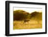 Cheetah at Dawn, Nxai Pan National Park, Botswana-Paul Souders-Framed Photographic Print