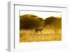 Cheetah at Dawn, Nxai Pan National Park, Botswana-Paul Souders-Framed Photographic Print