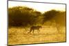 Cheetah at Dawn, Nxai Pan National Park, Botswana-Paul Souders-Mounted Photographic Print