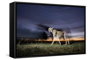 Cheetah at Dusk-Paul Souders-Framed Stretched Canvas