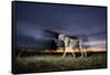 Cheetah at Dusk-Paul Souders-Framed Stretched Canvas