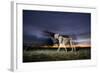 Cheetah at Dusk-Paul Souders-Framed Photographic Print