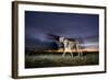 Cheetah at Dusk-Paul Souders-Framed Photographic Print