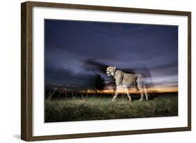 Cheetah at Dusk-Paul Souders-Framed Photographic Print