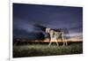 Cheetah at Dusk-Paul Souders-Framed Photographic Print