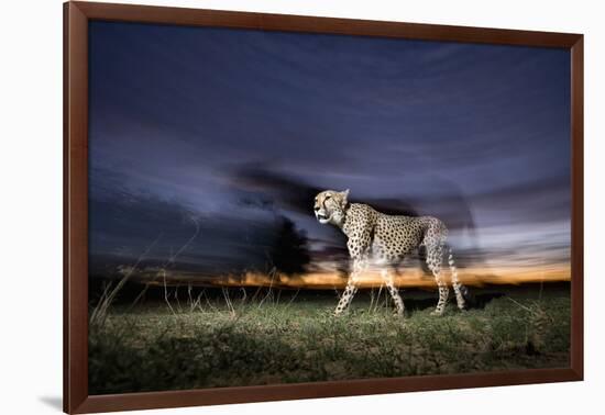 Cheetah at Dusk-Paul Souders-Framed Photographic Print