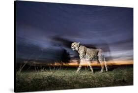 Cheetah at Dusk-Paul Souders-Stretched Canvas