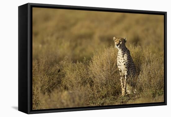 Cheetah at Ngorongoro Conservation Area, Tanzania-Paul Souders-Framed Stretched Canvas