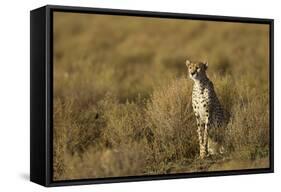 Cheetah at Ngorongoro Conservation Area, Tanzania-Paul Souders-Framed Stretched Canvas