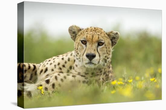 Cheetah at Ngorongoro Conservation Area, Tanzania-Paul Souders-Stretched Canvas