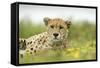 Cheetah at Ngorongoro Conservation Area, Tanzania-Paul Souders-Framed Stretched Canvas