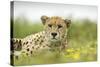 Cheetah at Ngorongoro Conservation Area, Tanzania-Paul Souders-Stretched Canvas