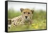 Cheetah at Ngorongoro Conservation Area, Tanzania-Paul Souders-Framed Stretched Canvas