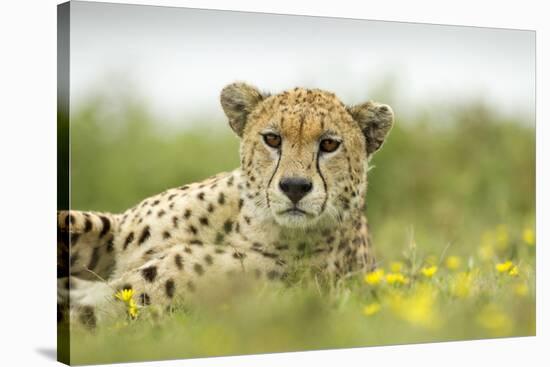 Cheetah at Ngorongoro Conservation Area, Tanzania-Paul Souders-Stretched Canvas