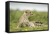 Cheetah at Ngorongoro Conservation Area, Tanzania-Paul Souders-Framed Stretched Canvas
