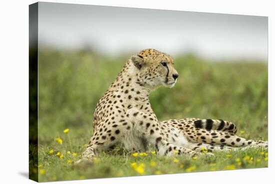 Cheetah at Ngorongoro Conservation Area, Tanzania-Paul Souders-Stretched Canvas