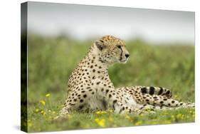Cheetah at Ngorongoro Conservation Area, Tanzania-Paul Souders-Stretched Canvas