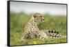 Cheetah at Ngorongoro Conservation Area, Tanzania-Paul Souders-Framed Stretched Canvas