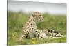 Cheetah at Ngorongoro Conservation Area, Tanzania-Paul Souders-Stretched Canvas