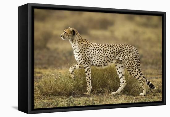 Cheetah at Ngorongoro Conservation Area, Tanzania-null-Framed Stretched Canvas