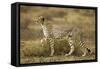 Cheetah at Ngorongoro Conservation Area, Tanzania-null-Framed Stretched Canvas