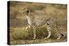 Cheetah at Ngorongoro Conservation Area, Tanzania-null-Stretched Canvas