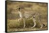 Cheetah at Ngorongoro Conservation Area, Tanzania-null-Framed Stretched Canvas