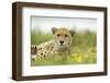 Cheetah at Ngorongoro Conservation Area, Tanzania-Paul Souders-Framed Premium Photographic Print