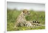 Cheetah at Ngorongoro Conservation Area, Tanzania-Paul Souders-Framed Photographic Print