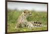 Cheetah at Ngorongoro Conservation Area, Tanzania-Paul Souders-Framed Photographic Print