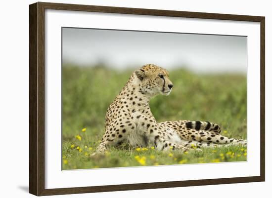 Cheetah at Ngorongoro Conservation Area, Tanzania-Paul Souders-Framed Photographic Print