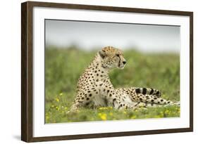 Cheetah at Ngorongoro Conservation Area, Tanzania-Paul Souders-Framed Photographic Print