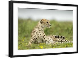 Cheetah at Ngorongoro Conservation Area, Tanzania-Paul Souders-Framed Photographic Print