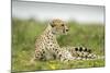 Cheetah at Ngorongoro Conservation Area, Tanzania-Paul Souders-Mounted Photographic Print