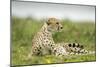 Cheetah at Ngorongoro Conservation Area, Tanzania-Paul Souders-Mounted Photographic Print