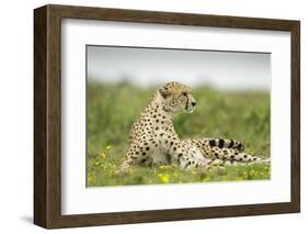 Cheetah at Ngorongoro Conservation Area, Tanzania-Paul Souders-Framed Photographic Print