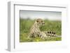 Cheetah at Ngorongoro Conservation Area, Tanzania-Paul Souders-Framed Photographic Print