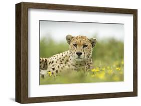 Cheetah at Ngorongoro Conservation Area, Tanzania-Paul Souders-Framed Photographic Print