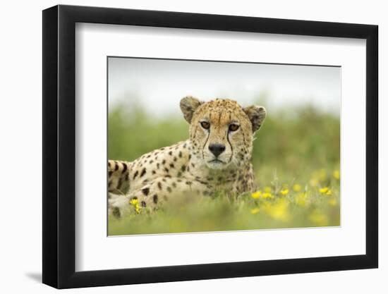 Cheetah at Ngorongoro Conservation Area, Tanzania-Paul Souders-Framed Photographic Print