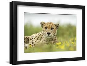 Cheetah at Ngorongoro Conservation Area, Tanzania-Paul Souders-Framed Photographic Print