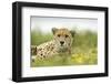 Cheetah at Ngorongoro Conservation Area, Tanzania-Paul Souders-Framed Photographic Print