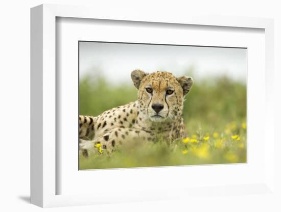 Cheetah at Ngorongoro Conservation Area, Tanzania-Paul Souders-Framed Photographic Print